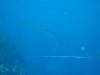 133 - Dive2-1 Richelieu Rock SONY