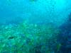 137 - Dive2-1 Richelieu Rock SONY