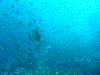 138 - Dive2-1 Richelieu Rock SONY