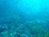 139 - Dive2-1 Richelieu Rock SONY