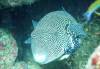 147 - Dive2-1 Richelieu Rock SONY
