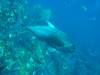149 - Dive2-1 Richelieu Rock SONY