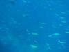 103 - Dive2-2 Richelieu Rock SONY