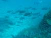 111 - Dive2-2 Richelieu Rock SONY