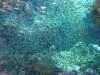 124 - Dive2-2 Richelieu Rock SONY