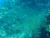 129 - Dive2-2 Richelieu Rock SONY