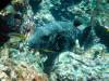 133 - Dive2-2 Richelieu Rock SONY