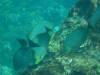 142 - Dive2-2 Richelieu Rock SONY
