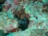 110 - Dive2-3 Richelieu Rock SONY