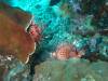 111 - Dive2-3 Richelieu Rock SONY
