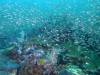 112 - Dive2-3 Richelieu Rock SONY