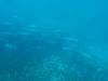 129 - Dive2-3 Richelieu Rock SONY