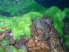113 - Dive2-4 Richelieu Rock SONY