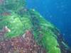 114 - Dive2-4 Richelieu Rock SONY