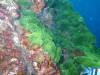 115 - Dive2-4 Richelieu Rock SONY