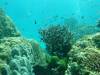 105 - Dive3-2 South Reef SONY