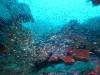 111 - Dive3-3 Western Ridge SONY