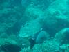 104 - Dive4-1 Chritmas Point SONY