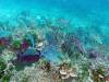 124 - Dive4-1 Chritmas Point SONY