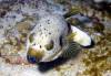106 - Dive4-4 Nam Sai Bay SONY