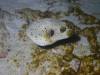 107 - Dive4-4 Nam Sai Bay SONY