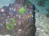 118 - Dive4-4 Nam Sai Bay SONY