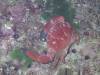 121 - Dive4-4 Nam Sai Bay SONY