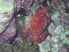 126 - Dive4-4 Nam Sai Bay SONY