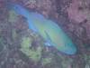 133 - Dive4-4 Nam Sai Bay SONY