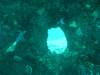 106 - Dive5-1 Elephant Head Rock SONY