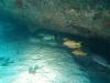 112 - Dive5-1 Elephant Head Rock SONY