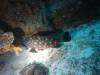 113 - Dive5-1 Elephant Head Rock SONY
