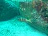 118 - Dive5-1 Elephant Head Rock SONY