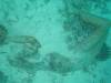 134 - Dive5-3 The Channel SONY