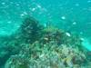 135 - Dive5-3 The Channel SONY