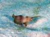146 - Dive5-3 The Channel SONY