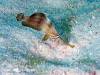 147 - Dive5-3 The Channel SONY