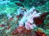 105 - Dive7-3 Hin Muang SONY
