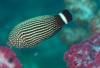 112 - Dive7-3 Hin Muang SONY
