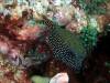 114 - Dive7-3 Hin Muang SONY