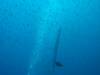 117 - Dive7-3 Hin Muang SONY
