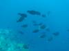 118 - Dive7-3 Hin Muang SONY
