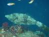 119 - Dive7-3 Hin Muang SONY