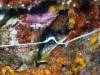 122 - Dive7-3 Hin Muang SONY