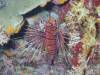 103 - Dive7-4 Hin Daeng SONY