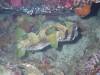 118 - Dive7-4 Hin Daeng SONY