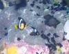123 - Dive7-4 Hin Daeng SONY