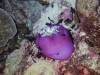 129 - Dive7-4 Hin Daeng SONY