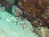 107 - Dive8-1 Koh Bhung SONY