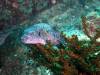 109 - Dive8-1 Koh Bhung SONY